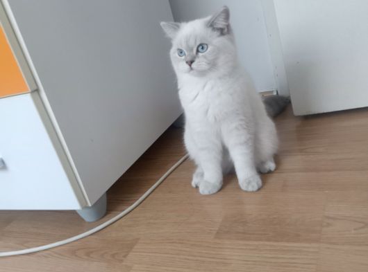 7 Aylık Dişi British Shorthair görsel