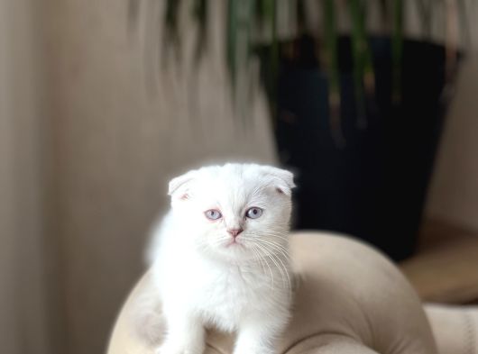 Aşiri Güzel Mavi̇ Göz Scotti̇sh Yavrumuz