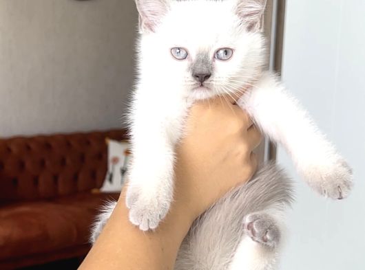 Hari̇ka Güzelli̇kte Bri̇ti̇sh Shorthai̇r Blue Poi̇nt