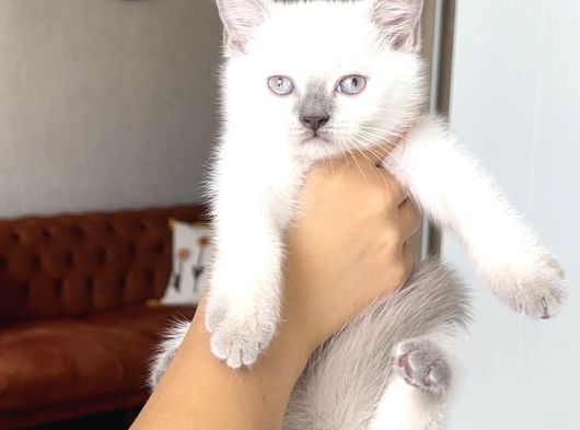 Hari̇ka Güzelli̇kte Bri̇ti̇sh Shorthai̇r Blue Poi̇nt görsel