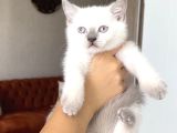Hari̇ka Güzelli̇kte Bri̇ti̇sh Shorthai̇r Blue Poi̇nt