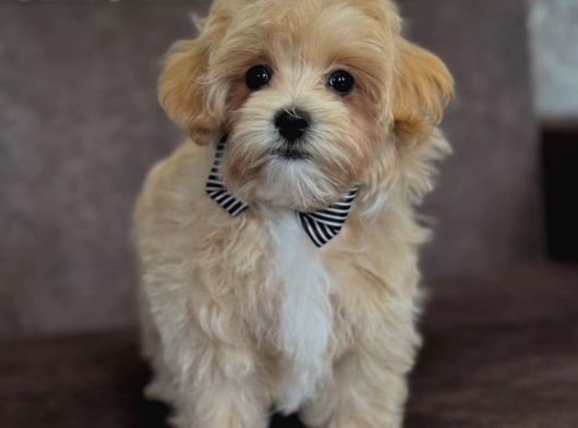 Tatliş Malti̇poo Bebekler