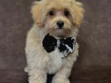 Tatliş Malti̇poo Bebekler