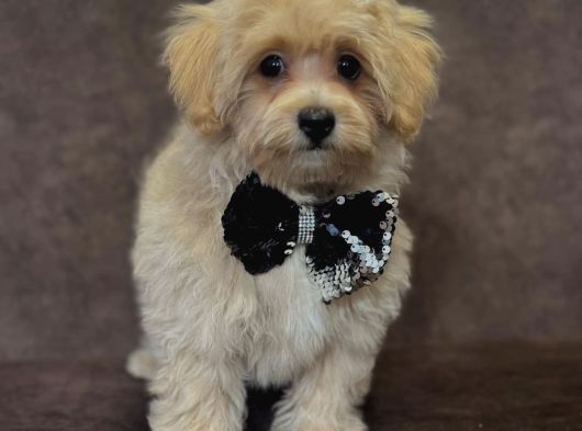 Tatliş Malti̇poo Bebekler görsel