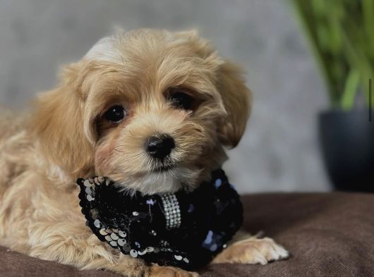 Baby Face Malti̇poo Bebekler
