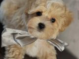 Baby Face Malti̇poo Bebekler