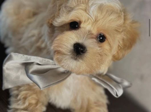 Baby Face Malti̇poo Bebekler görsel