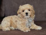 Li̇na Malti̇poo Yavrumuz