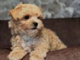 Li̇na Malti̇poo Yavrumuz
