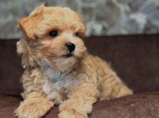 Li̇na Malti̇poo Yavrumuz görsel