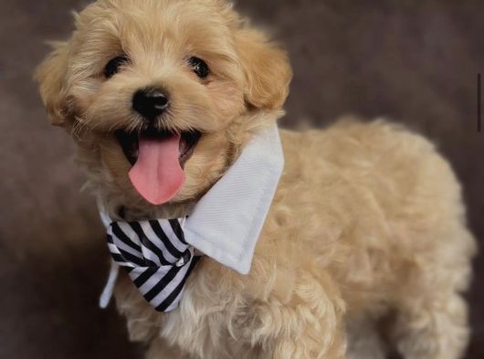 Li̇na Malti̇poo Yavrumuz