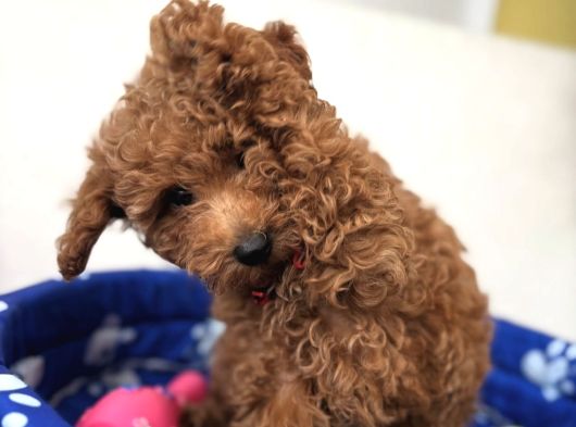 Baby Face Yüz Yapili Toy Poodle Yavrular görsel