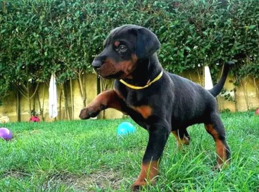 Kalıplı Kalitenin En Iyisi Doberman Yavrular