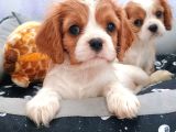 Cavalier king charles ırkının en iyisi