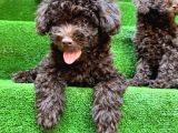 Toy Poodle 3 Aylik Hari̇ka Redbrown Yavrular Tesli̇me Hazir