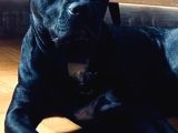 5 Yaşında Çok Şeker Bir Amstaff Kısır Ve Tuvalet Eğitimi Var