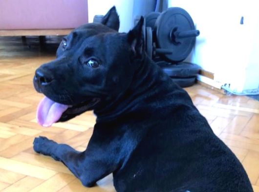5 Yaşında Çok Şeker Bir Amstaff Kısır Ve Tuvalet Eğitimi Var