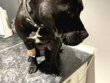 5 Yaşında Çok Şeker Bir Amstaff Kısır Ve Tuvalet Eğitimi Var
