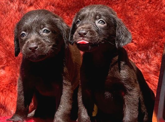 Labrador Bebişlee