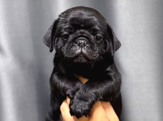Si̇yah Safkan Pug Bebekler