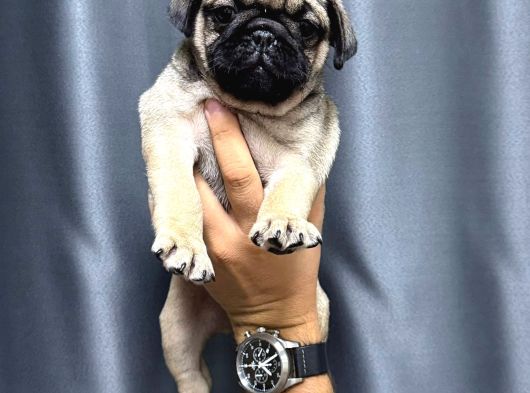 Üst Kali̇te Safkan Pug Yavrulari görsel
