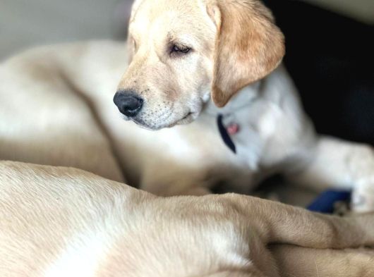 Saf Kan Labrador görsel