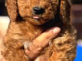 Orjınal Dev Poodle Ruhsatlı Çiftlıyımızden