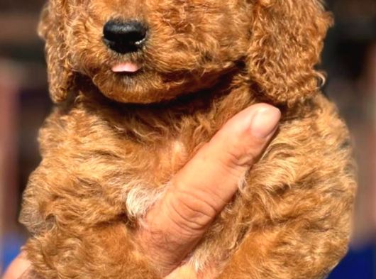 Orjınal Dev Poodle Ruhsatlı Çiftlıyımızden görsel