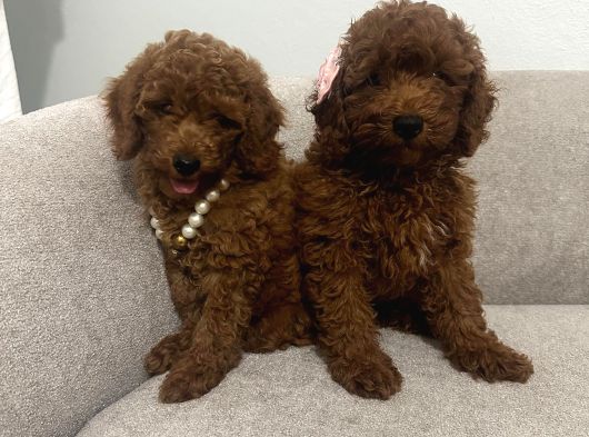 Orijinal Toy Poodle Yavrular görsel