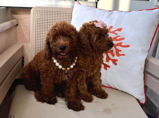 Orijinal Toy Poodle Yavrular görsel