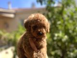 Uygun Kilo ırk garantili Toy poodle