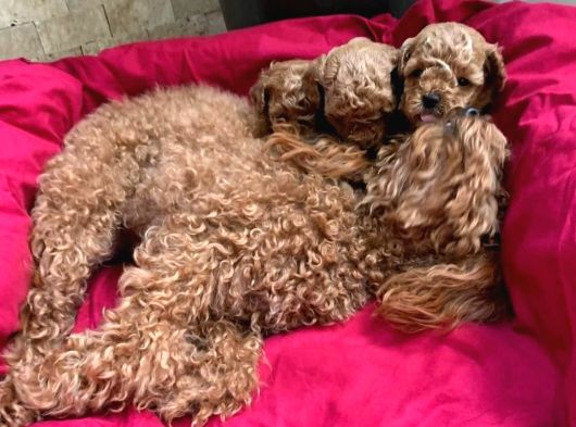 Ailelere Uygun 0 Boy Poodle Bebekleri görsel