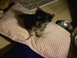 0 Numara Yorkie Terrier Yavrular