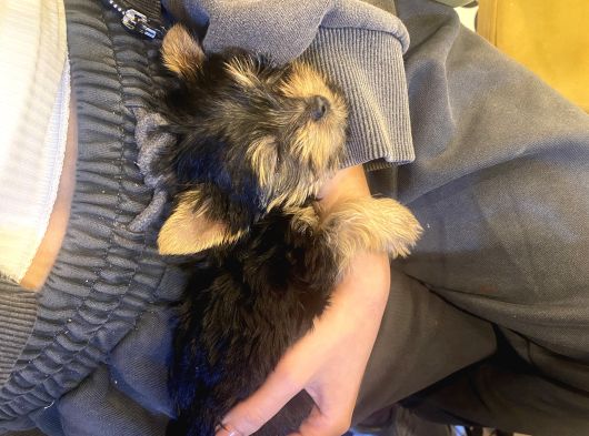0 Numara Yorkie Terrier Yavrular görsel