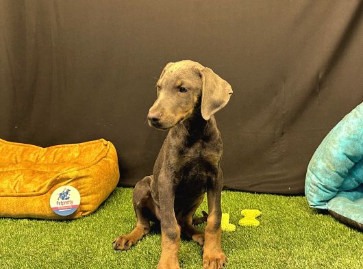 Çok Özel Blue Doberman Club K9 Güvencesiyle görsel