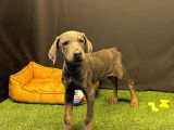 Çok Özel Blue Doberman Club K9 Güvencesiyle