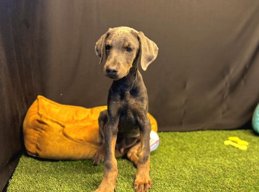 Çok Özel Blue Doberman Club K9 Güvencesiyle görsel