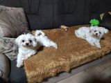 Aileden Kore Özel Maltese Bebekler
