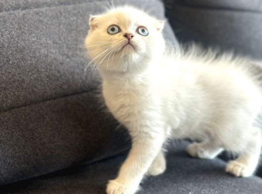 Scottish Fold Yavrularımız görsel