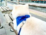 Sevimli Köpeğime Sıcak Yuva Arıyorum
