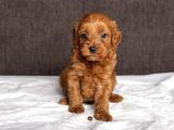 MİNİ BOY MALTİPOO KIZIMIZ
