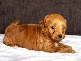 MİNİ BOY MALTİPOO OĞLUMUZ