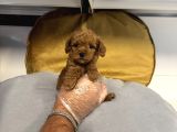 Tea Cup Kore Toy Poodle Bebekleri̇mi̇z
