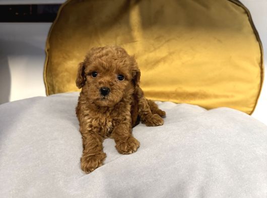 Tea Cup Kore Toy Poodle Bebekleri̇mi̇z görsel