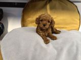Tea Cup Kore Toy Poodle Bebekleri̇mi̇z