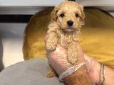Tea Cup Malti̇poo Bebekleri̇mi̇z