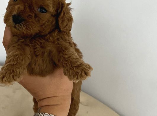 Toy Poddle Yavrularıma Yuva Arıyorum görsel