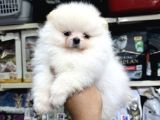 Pomeranian Üst Kalite Yavrularımız