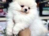 Pomeranian Üst Kalite Yavrularımız