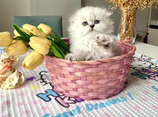 Ayı Surat Fold Sağlıkkı Oyuncu